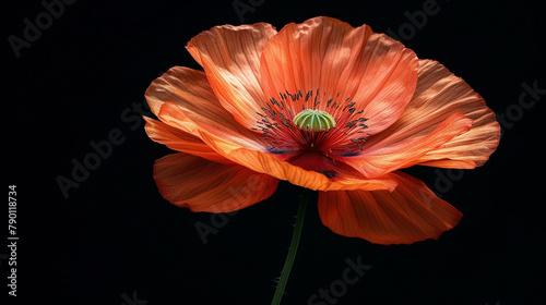 Detailed view of a single poppy flower against a black background, spotlighting the stark beauty and somber symbolism, high-resolution photo