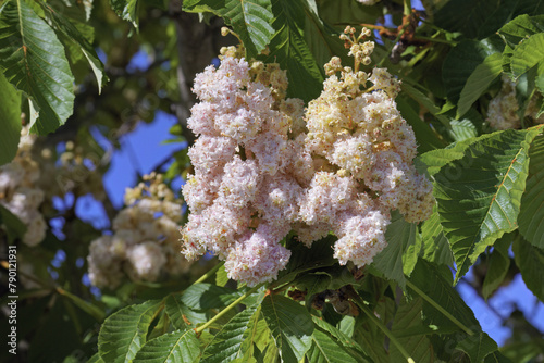 inflorescences and leaves of horse chestnut baumannii
