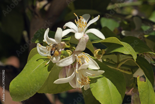 lemon plant in full bloom, close up of flowers and buds