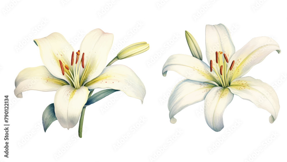 White lilies watercolor clipart set. Gentle white flowers isolated on white background. Clipart for greeting cards, wedding invitations, birthday cards, stationery.