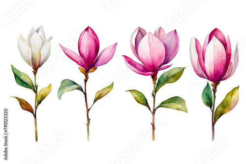 Set of magnolia flowers stem watercolor illustration set of 4  clipart floral botanical isolated  pink white floral leaves  design element