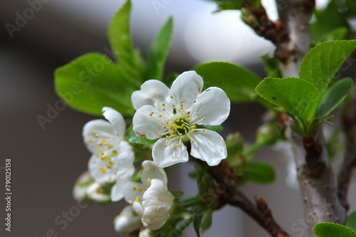 cherry blossom © Konrad_elx