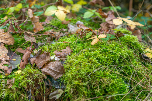 Waldboden, Moos, Blätter im Herbst