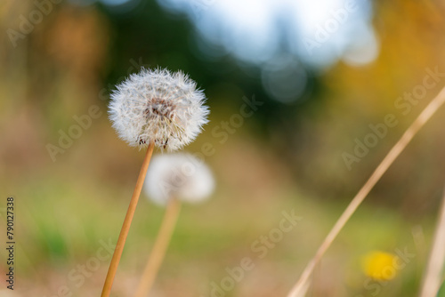 L  wenzahn  Taraxacum 