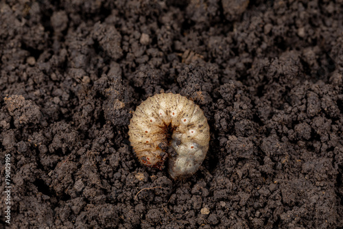 Cuadro en lienzo White grub in soil of lawn