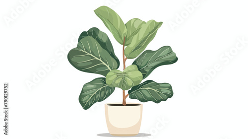 Fiddleleaf fig or Ficus lyrata growing in pot. Decor photo
