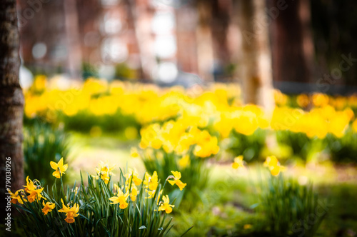 First spring flowers pop up in Brighton park, East Sussex, UK