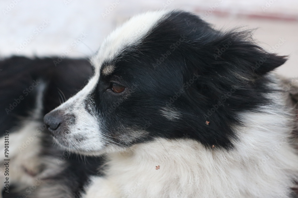 favorite mongrel favorite mongrel