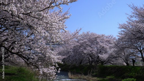 Wallpaper Mural 満開に咲く黒沢川の桜（長野県安曇野市） Torontodigital.ca