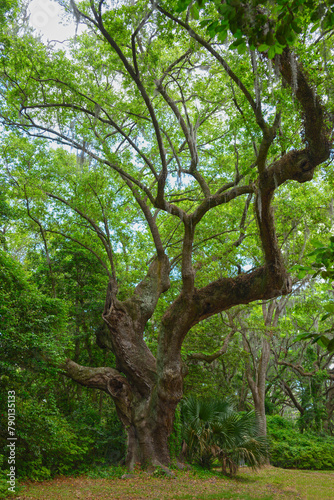 A centuries-old Live Oak tree in Charles Towne Landing State Historic Site, Charleston, SC, USA.