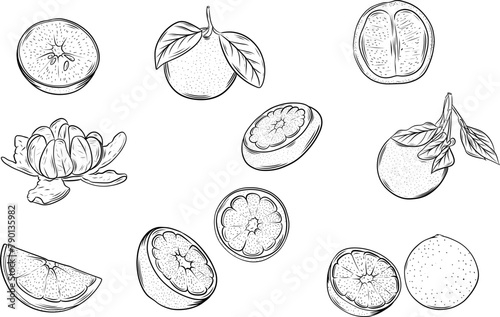 Set of orange drawing on isolated background. Out line of whole orange, sliced, cut pieces and leaves. Citrus fruit illustration on isolated background.