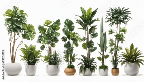 Several potted plants sit in a row against a white background.   