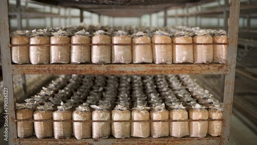 Mushroom culture cubes for mushroom factories.