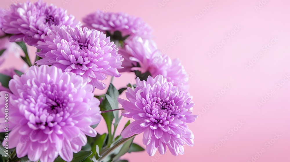 Elegant purple flowers for mourning, copyspace for text, soft focus and lighting Elegant purple flowers for mourning, copyspace for text, soft focus and lighting