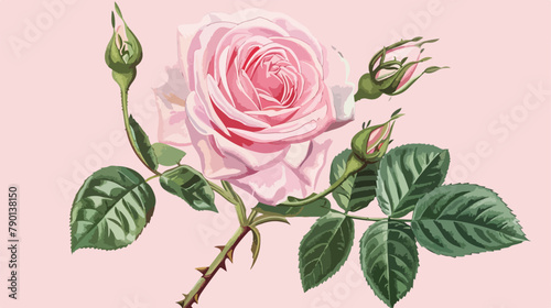 Pink rose with green leaves and buds. Botanical vector