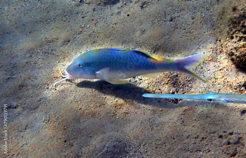 Coral fish with common name Forsskal goatfish, scientific name is Parupeneus forskali, inhabits shallow water near coral reefs. Selective focus on the fish                         photo