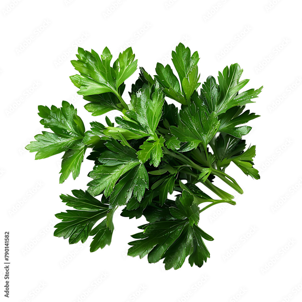 Parsley leaves in a closeup on isolated transparent background Parsley leaves in a closeup on isolated transparent background