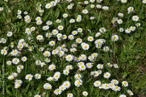 Daisy, Bellis Perennis photo