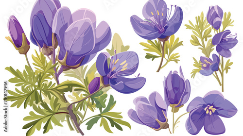 Aconite flower. Botanical drawing of wild floral pl