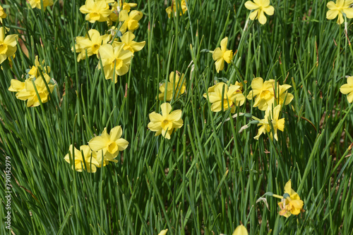 Daffodil Narcissus