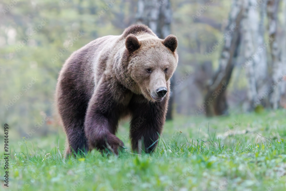 Brown bear, Ursus arctos walking in a birch forest on a mountain meadow. Dangerous animal in natural habitat . Wildlife scenery from Slovakia. 