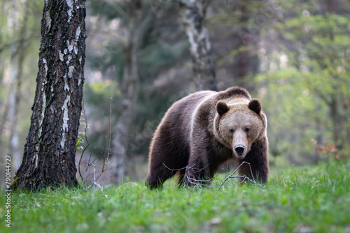 Brown bear, Ursus arctos walking in a birch forest on a mountain meadow. Dangerous animal in natural habitat . Wildlife scenery from Slovakia.  © Branislav