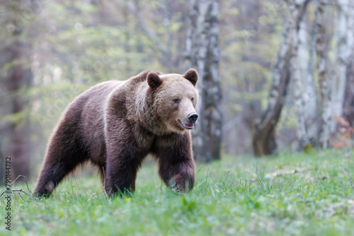 Brown bear, Ursus arctos walking in a birch forest on a mountain meadow. Dangerous animal in natural habitat . Wildlife scenery from Slovakia. 