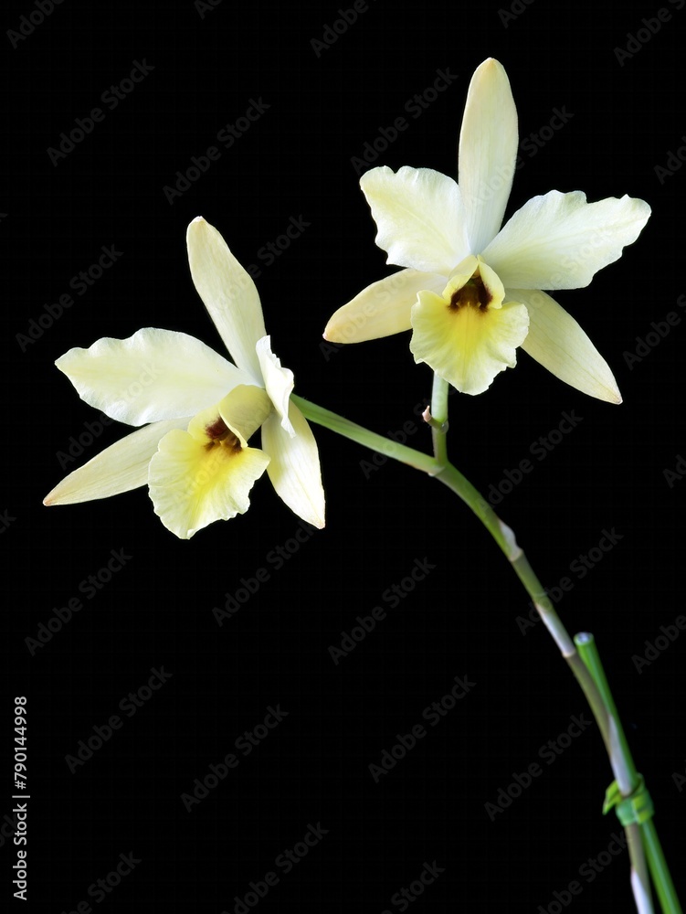 Obraz premium Laelia aurea, a pale yellow flowered species orchid