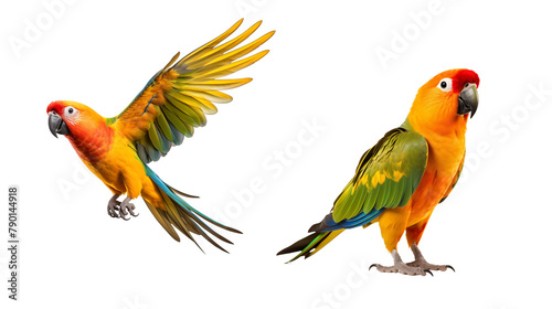 sun conure or sun parakeet Standing And Spreads Its Wings Isolated on Transparent Png Background photo