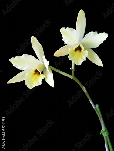 Laelia aurea, a pale yellow flowered species orchid