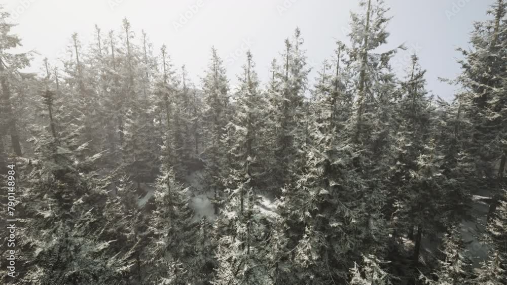 A snow covered forest with lots of trees A snow covered forest with lots of trees