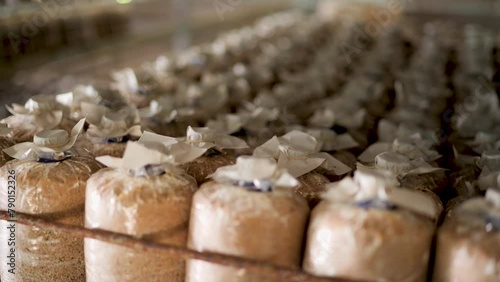 Mushroom culture cubes for mushroom factories.