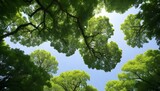 Upward view of a dense canopy of green leaves and interlocking tree branches