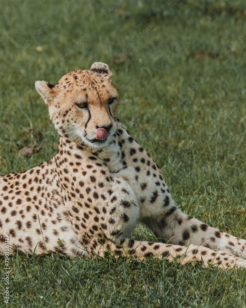 Serene cheetah grooming in the lush Masai Mara Serene cheetah grooming in the lush Masai Mara