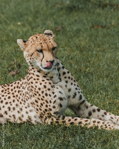 Serene cheetah grooming in the lush Masai Mara