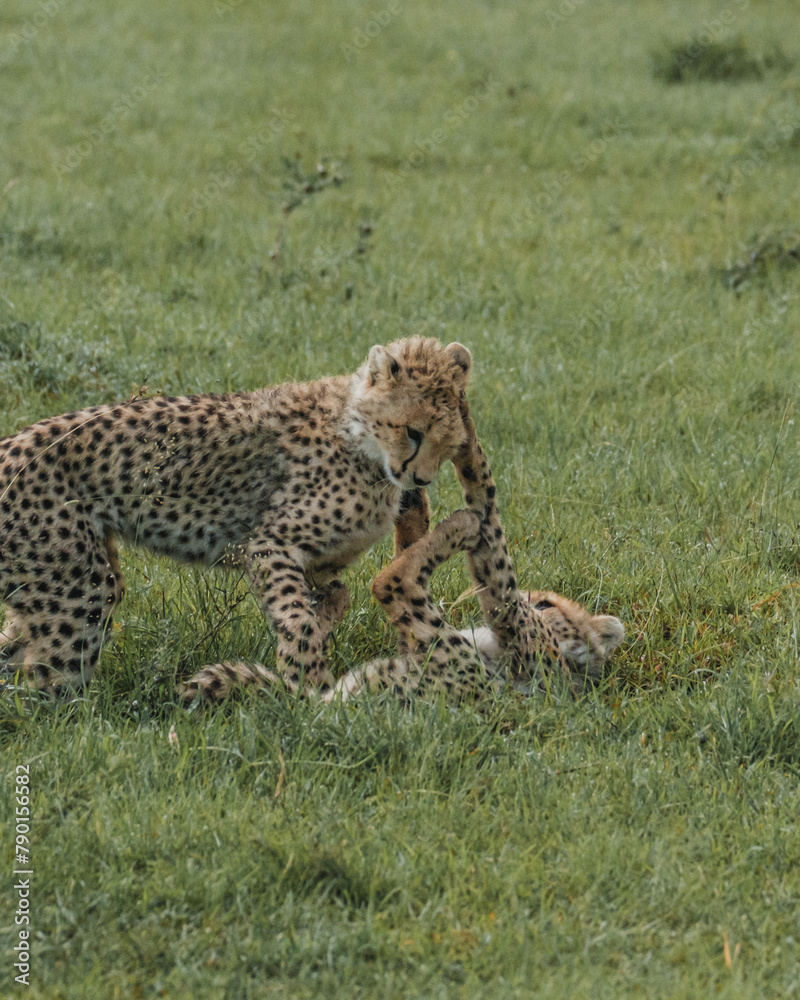 Young cheetahs hone their skills through play in the lush Masai Mara Young cheetahs hone their skills through play in the lush Masai Mara