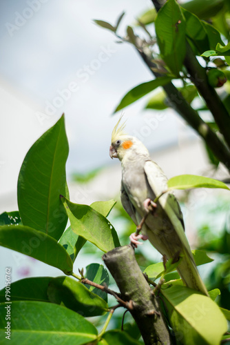 Cockatiel Nymphicus now classified as the smallest subfamily of the Cacatuidae (cockatoo family). Cockatiel Nymphicus are native to Australia, favouring the Australian wetlands