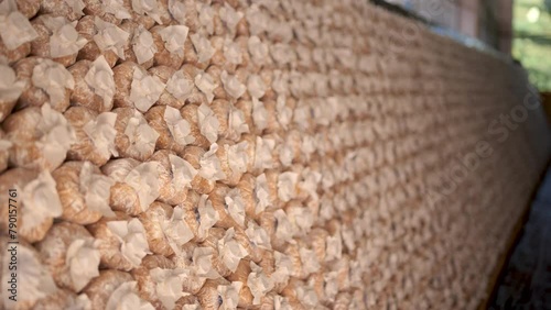Mushroom culture cubes for mushroom factories.