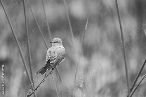 A western kingbird perched on reeds near Los Banos, in the San Joaquin Valley of California. photo