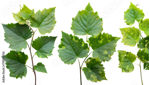 Set of green leaves from Javanese treeline or grape