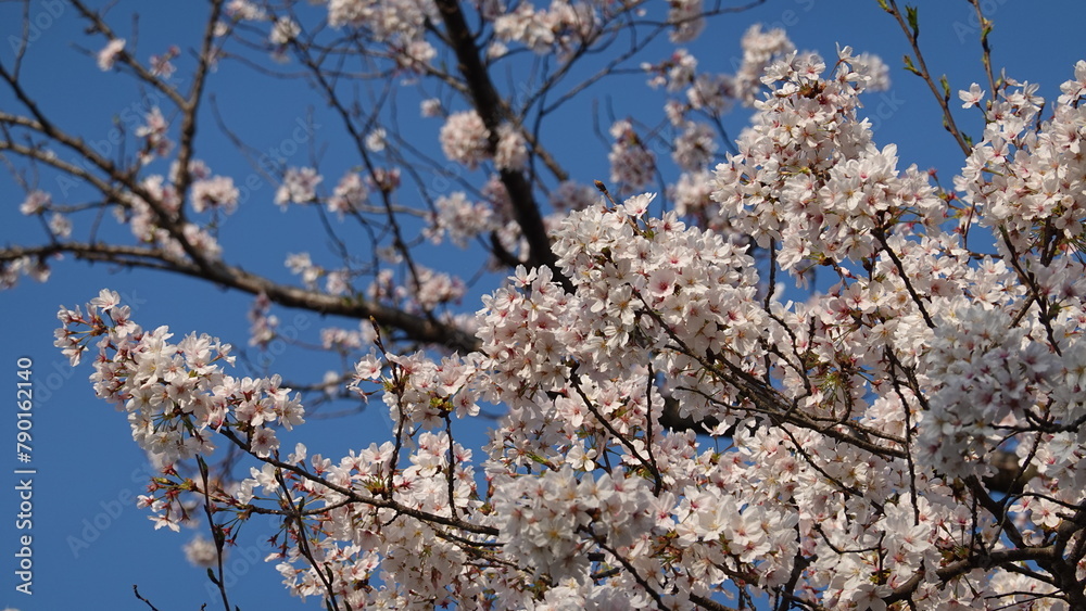 Fototapeta premium 美しい桜の花