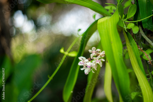 Rhynchostylis gigantea has large leaves  curved inflorescences about 20 cm long  Rhynchostylis gigantea about 3 cm wide  fragrant and sometimes lasts for a month 