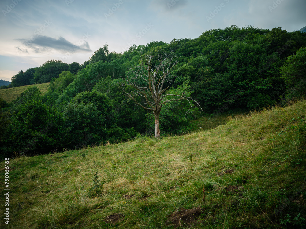 Fototapeta premium misty summer morning in countryside