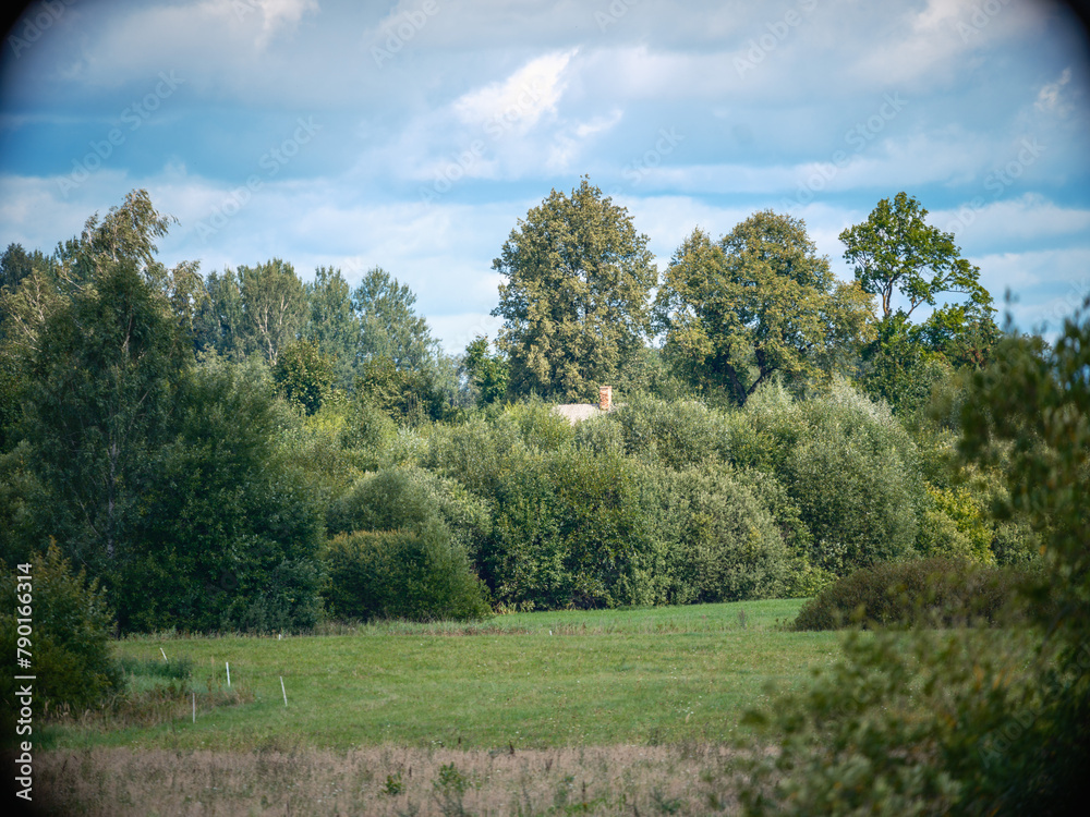 Fototapeta premium misty summer morning in countryside