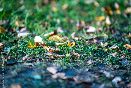 green fresh summer foliage with blur background