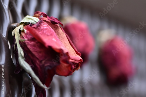 Dried Red Roses on a Park Bench