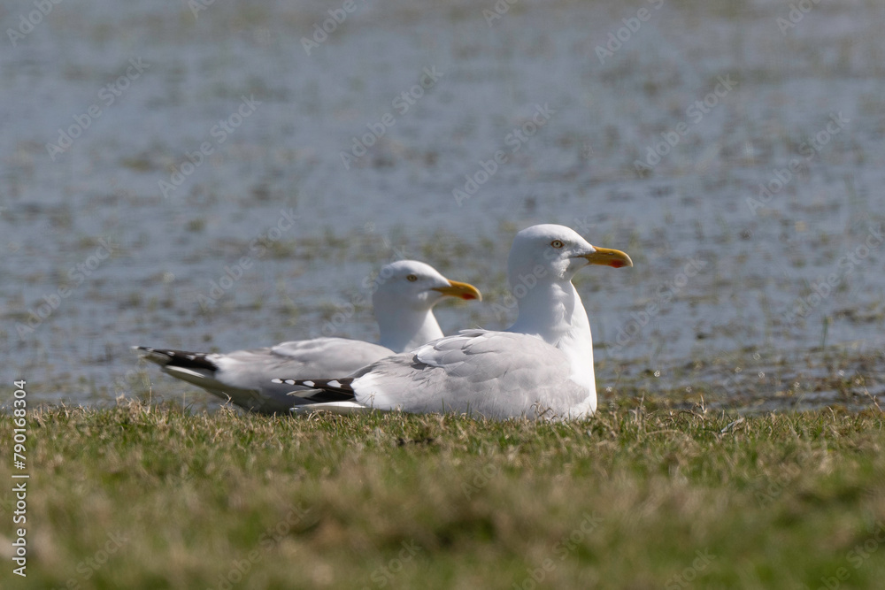 Goéland argenté,.Larus argentatus, European Herring Gull Goéland argenté,.Larus argentatus, European Herring Gull