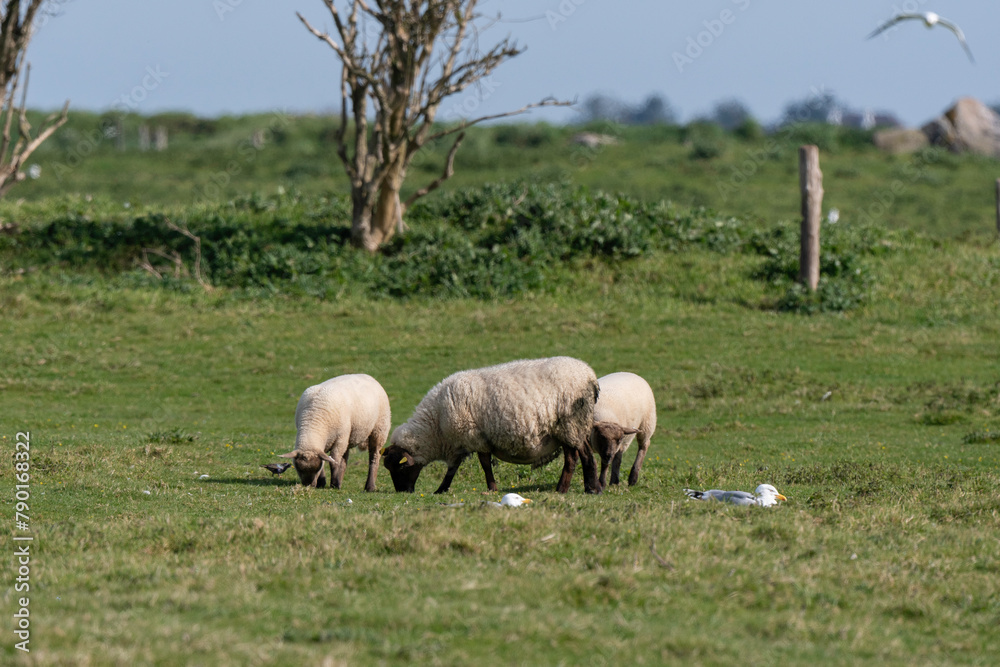 brebis, race Roussine de la Hague,, Ile de Tatihou, Saint Vaast la Hougue, Site naturel protégé, Manche, 50, France brebis, race Roussine de la Hague,, Ile de Tatihou, Saint Vaast la Hougue, Site naturel protégé, Manche, 50, France