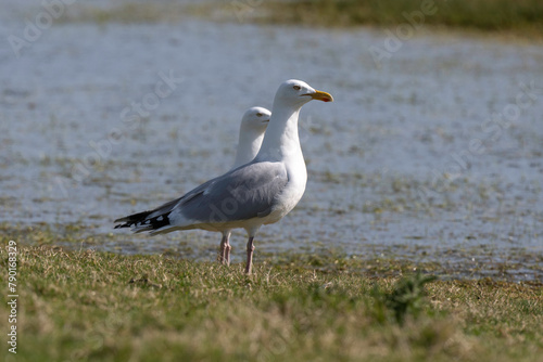Go  land argent   .Larus argentatus  European Herring Gull
