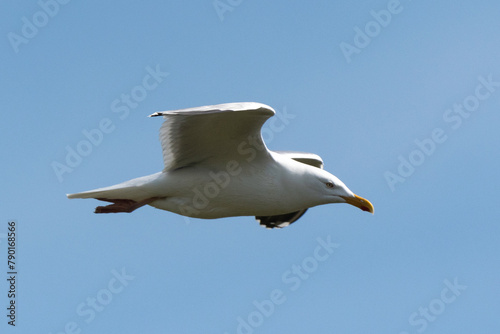 Goéland argenté,.Larus argentatus, European Herring Gull © JAG IMAGES